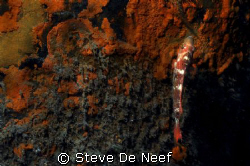taken at ducomi pier. by Steve De Neef 